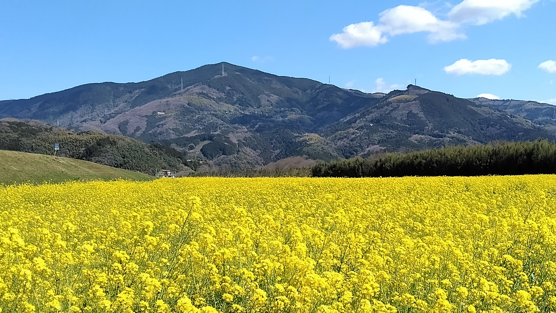 菜の花畑